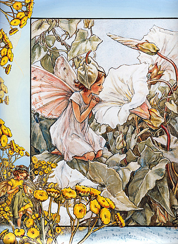 The White Bind Weed Fairy